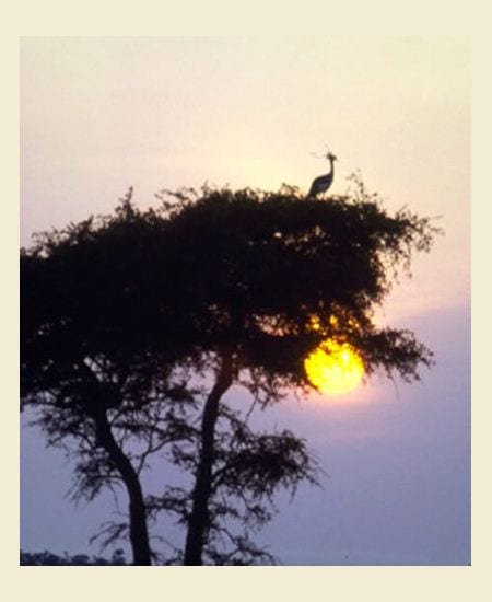 Tanzania - wild, ungezähmt,
atemberaubend!
Entdecken Sie es für sich! tansania-sonnenuntergang