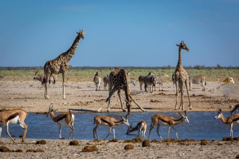 Treffen Sie eine Giraffe am Wasser, bringen Sie Zeit mit! Es kann dauern, bis sie endlich trinken wird!