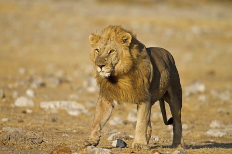 Begegnung in Etosha: der König der Wildnis!