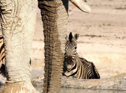 namibia-etosha-zebra