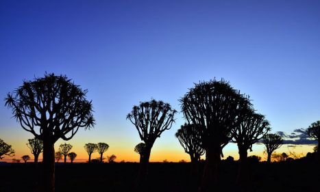 Ein Besuch im Wald der bizarren
Köcherbäume lohnt besonders zur Zeit des
Sonnenunterganges.