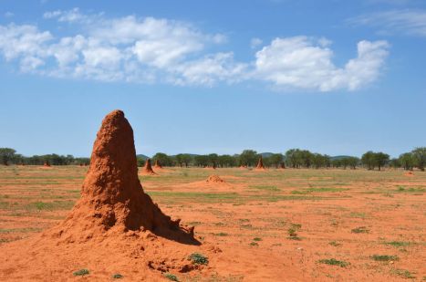 Termitenhügel sind typische Erscheinungen im nördlichen Namibia.