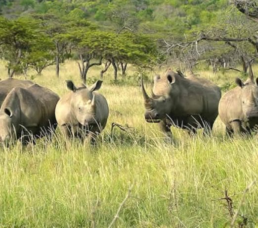Die Tierwelt des für seinen Nashornschutz bekannten Hluhluwe Game Reserves erkunden Sie auf Pirschfahrten. suedafrika-hluhluwe-nashoerner
