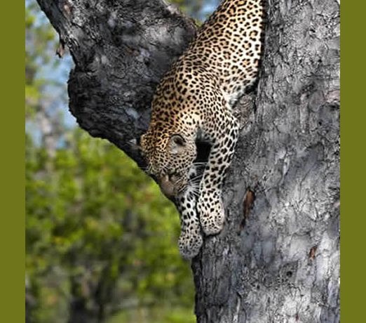 Im Krüger Park dem artenreichsten Wildgebiet des Landes, bestehen gute Chancen, die "Big Five" zu entdecken. suedafrika-leopard