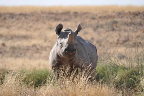 Und wer weiß, ob Sie mit etwas Glück nicht sogar auf ein Spitzmaul Nashorn treffen.