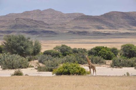 ... oder eine einsame Giraffe in einer schier endlosen Landschaft.