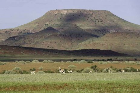 Und immer können Ihnen Tiere begegnen, ob Berg-Zebras...
