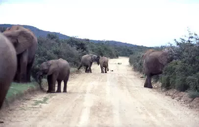 suedafrika-addo-elephanten