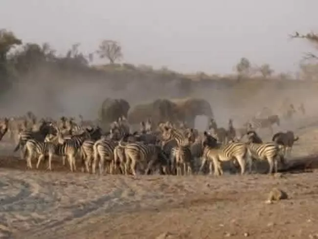 botswana-zebras-eli