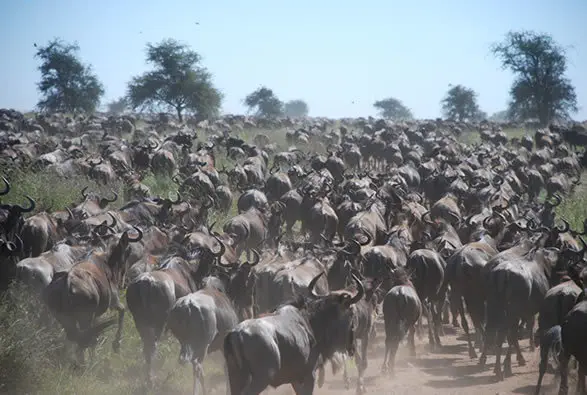 wildebeest
