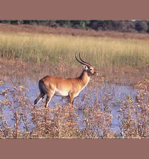 Neben afrikanischem Großwild tummeln sich zahlreiche verschiedene Antilopenarten in den Parks.