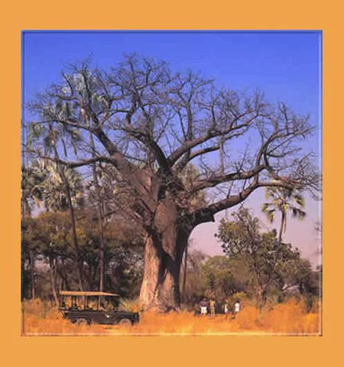 Botswana's Baobab Bäume sind legendär...