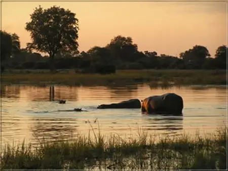 Eine nachmittägliche Bootsfahrt auf dem
Chobe läßt Sie Flußpferde und oft große Elephantenherden an den Ufern beobachten. botswana-flusspferd-sonnenuntergang