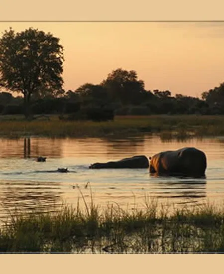Eine nachmittägliche Bootsfahrt auf dem
Chobe läßt Sie Flußpferde und oft große Elephantenherden an den Ufern beobachten. botswana-flusspferd-sonnenuntergang