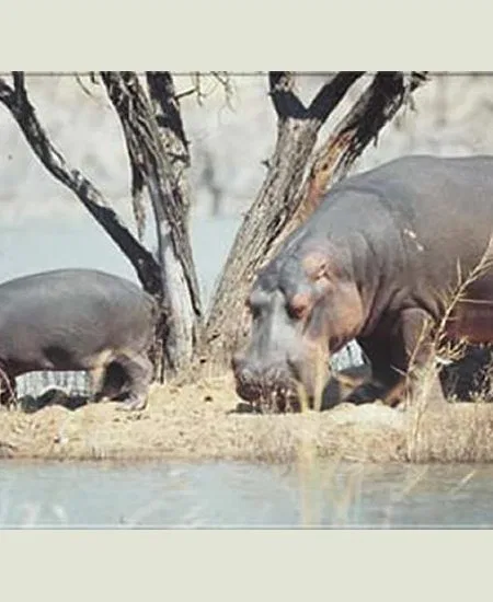 Das geräuschlose Dahingleiten im Mokoro (Einbaum) erhöht die Chancen, vielen Tier-
und Vogelarten näher zu kommen, als per
Geländewagen. botswana-flusspferde