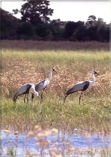 Ca. 550 Vogelarten sind in Botswana's Parks bekannt. Klunkerkraniche sind eine sehr
seltene Spezies,, doch im Delta finden sie
ideale Bedingungen.