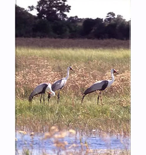 Ca. 550 Vogelarten sind in Botswana's Parks bekannt. Klunkerkraniche sind eine sehr
seltene Spezies,, doch im Delta finden sie
ideale Bedingungen.