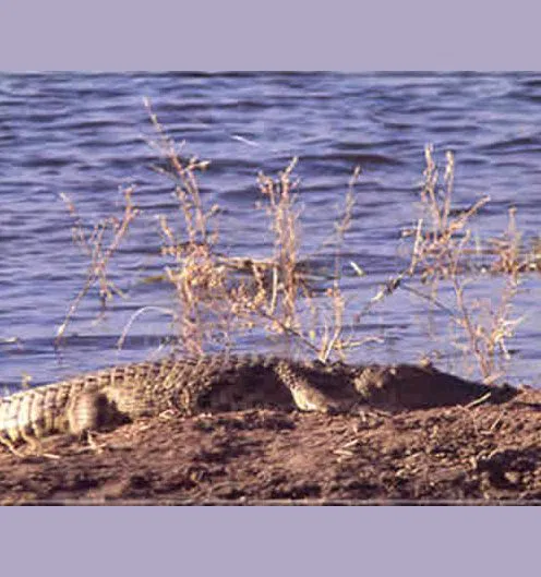 Bevor man an einem Ufer für eine Fußsafari anlandet, sollte man genauer hinschauen! Diese urzeitlichen Reptilien bevölkern die Flußarme und Lagunen...