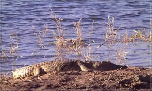Bevor man an einem Ufer für eine Fußsafari anlandet, sollte man genauer hinschauen! Diese urzeitlichen Reptilien bevölkern die Flußarme und Lagunen...