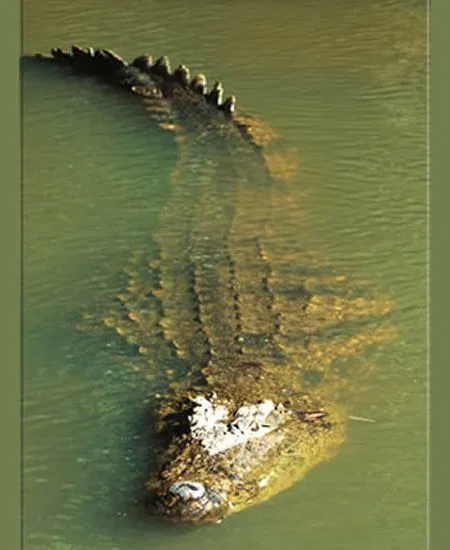 Mit etwas Glück gelingt ein Blick auf das gefürchtetste Reptil dieser Gegend! botswana-krokodil