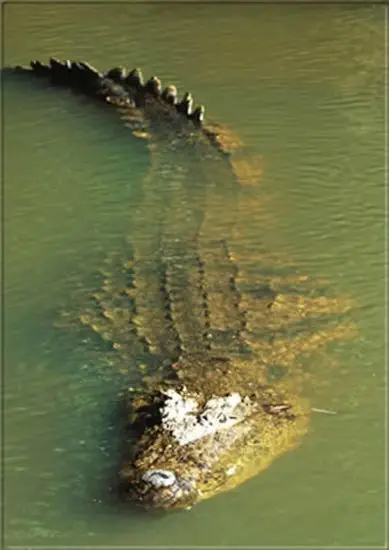 Mit etwas Glück gelingt ein Blick auf das gefürchtetste Reptil dieser Gegend! botswana-krokodil