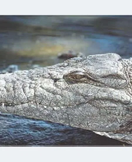 Oh ja, auch sie gibt es hier... Selbst wenn Ihr sie seltener zu sehen bekommt, als Ihr denkt, sie sind sind da! Alt wie die Zeit und stets wachsam...!! botswana-krokodil