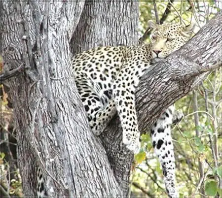 Khwai grenzt an das berühmte Moremi
Reserve, das Juwel des Okavango Deltas.
Ganzjährig mit Wasser versorgt, bietet es
eine hohe Tierdichte und reiche
Artenvielfalt. botswana-leopard