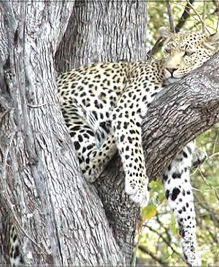 Khwai grenzt an das berühmte Moremi
Reserve, das Juwel des Okavango Deltas.
Ganzjährig mit Wasser versorgt, bietet es
eine hohe Tierdichte und reiche
Artenvielfalt. botswana-leopard