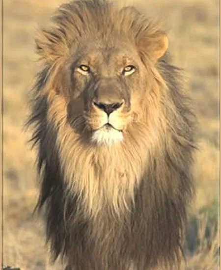 ... wer würde nicht noch nachts vom
"IHM" träumen, dem,man während einer Pirschfahrt in's Auge blickte!? botswana-loewe