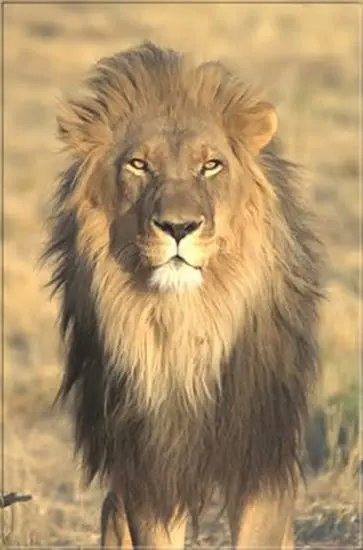 ... wer würde nicht noch nachts vom
"IHM" träumen, dem,man während einer Pirschfahrt in's Auge blickte!? botswana-loewe