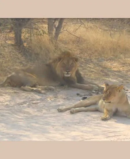 Löwen! Dem "König der Tiere" zu begegnen
ist immer spannend. botswana-loewe