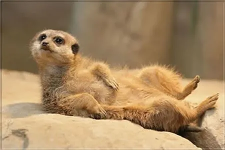 ... auch die Tierwelt hält dann "Siesta"! botswana-meerkat