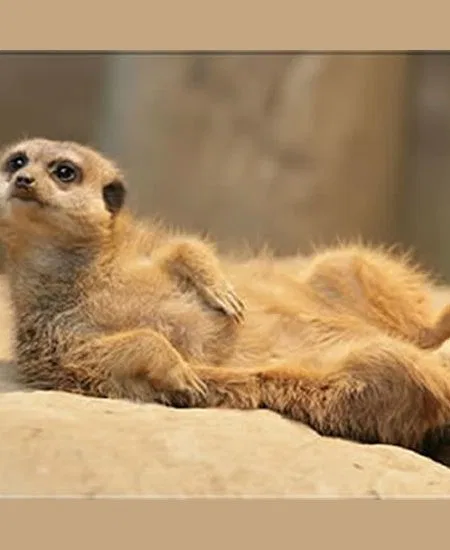... auch die Tierwelt hält dann "Siesta"! botswana-meerkat