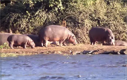 Um Flußpferde (Hippos) zu sehen, sind die Lagunen und Wasserarme des Okavango Deltas und die Flußufer des Chobe ideale Orte.