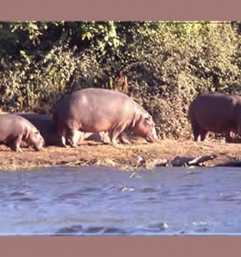 Um Flußpferde (Hippos) zu sehen, sind die Lagunen und Wasserarme des Okavango Deltas und die Flußufer des Chobe ideale Orte.