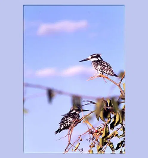 Der "Pied Kingfischer" (größter Eisvogel des Landes) lebt meist in Wassernähe..