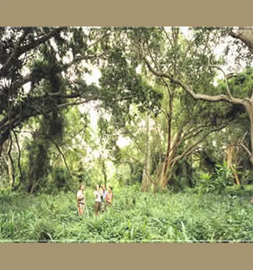 Auch Fußsafaris gehören zu Ihrem Safari-Abenteuer. So erleben Sie die Natur hautnah!