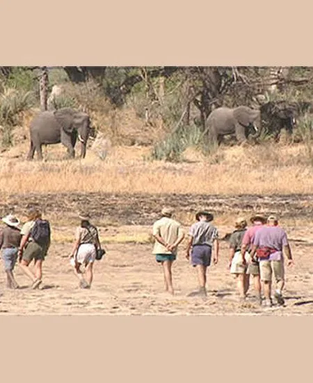 Zu Fuß erkundet Ihr die zahlreichen Inseln des Okavango Deltas. botswana-walking-safari