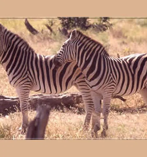 Erst zu Fuß lernt man, wie viel Erfahrung, Ruhe & Ausdauer es bedarf, sich Tieren lautlos zu nähern.