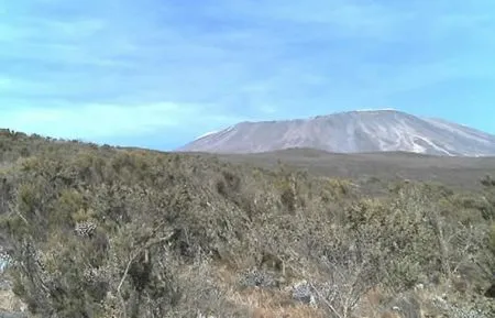 Je höher Sie kommen, desto spärlicher
wird die Vegetation.
Nach zunächst üppigem Baumbestand folgt
der immer niedriger werdende Buschbewuchs.
Und in der Ferne winkt der Gipfel... tansania-kilimandscharo-buesche
