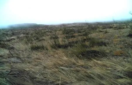 Vom Wind und den harten Bedingungen am
Berg geprägte Vegetation geht schließlich
über in einen spärlichen Grasbewuchs.
Und immer wieder kann der Nebel
herüberwandern und die Sicht auf das Ziel
verstellen... tansania-kilimandscharo-grasflaeche
