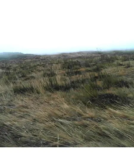 Vom Wind und den harten Bedingungen am
Berg geprägte Vegetation geht schließlich
über in einen spärlichen Grasbewuchs.
Und immer wieder kann der Nebel
herüberwandern und die Sicht auf das Ziel
verstellen... tansania-kilimandscharo-grasflaeche