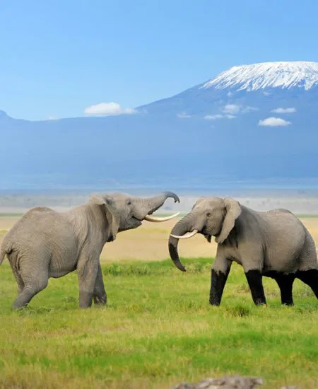 Der Berg ruft! Majestätisch, schön,
lockend - so grüßt der Kilimanjaro aus
der Ferne. tansania-kilimandscharo