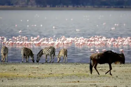Nicht nur der See gleichen Namens
fasziniert im Lake Manyara National
Park.
Auch die sonstige Tierwet kann sich
sehen lassen - v.a. die berühmten auf
Bäume kletternden Löwen. tansania-manyara-flamingos