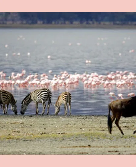Nicht nur der See gleichen Namens
fasziniert im Lake Manyara National
Park.
Auch die sonstige Tierwet kann sich
sehen lassen - v.a. die berühmten auf
Bäume kletternden Löwen. tansania-manyara-flamingos
