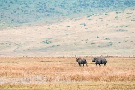 tansania-ngorongoro-nashorn