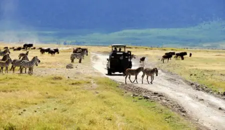 Eine Safari auf dem Kratergrund gehört
zu jeder Tanzania Reise! Doch sollten
Sie ein wenig Abenteuergeist mit-
bringen.
Bevor Sie gemächlich das große Wildge-
biet erkunden können, steht die Abfahrt
über steile Kraterwände und abenteuer-
liche Pisten an! tansania-ngorongoro-pirschfahrt