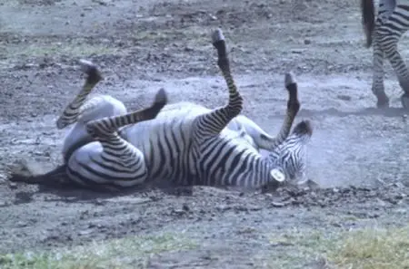 Tolle Tiererlebniss entschädigen jedoch
für den "halsbrecherischen" Start...
Lassen Sie sich von der besonderen Magie
dieses Gebietes einfangen! tansania-ngorongoro-zebra