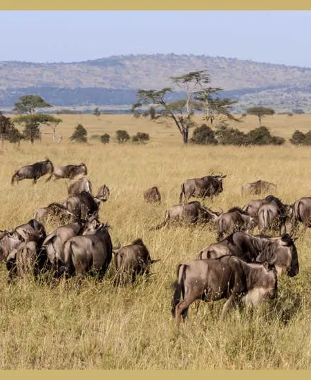 tansania-serengeti-ebenen