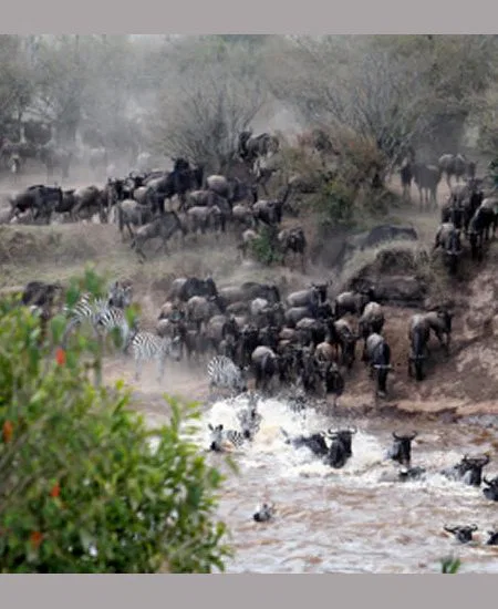 Das weltweite Spektakel der
"Migrations" erreicht meist im August
keinen Höhepunkt.
Dann überqueren Tausende von Gnus und
Zebras die Flüsse Mara und Grumeti.
Und immer wieder wird der Betrachter von
grauenhaft-faszinierenden Szenen in Bann
gezogen... tansania-serengeti-fluss-querung